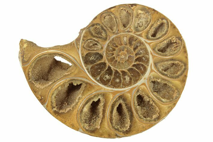 Jurassic Cut & Polished Ammonite Fossil (Half) - Madagascar #223251